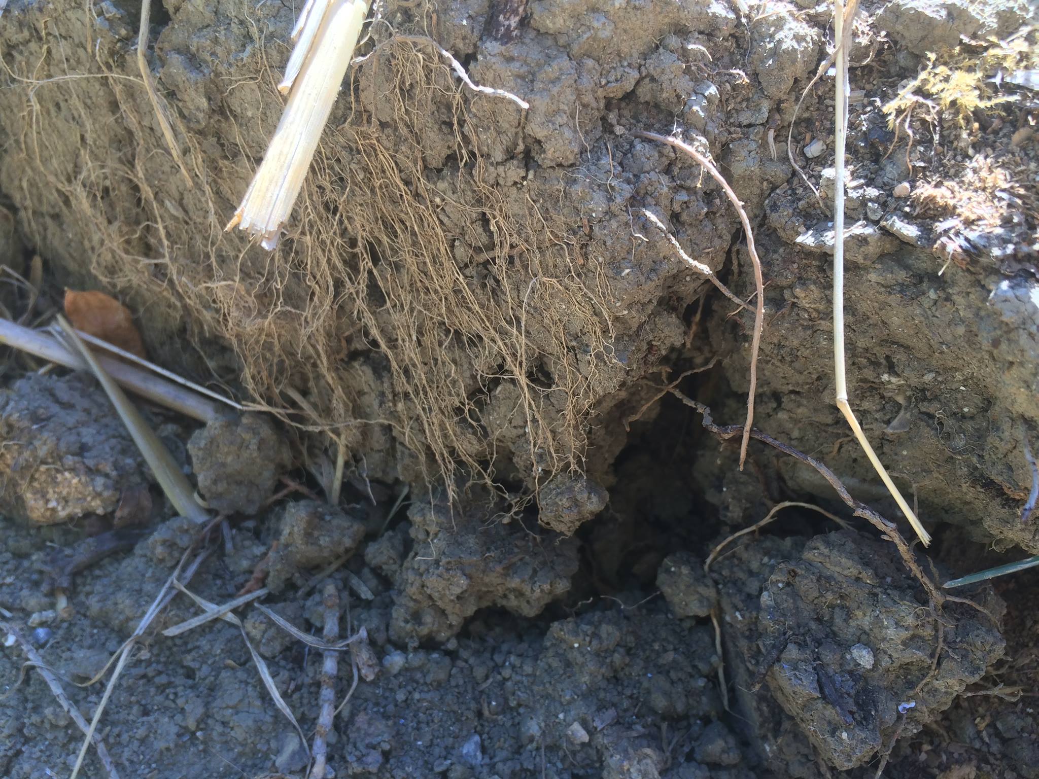 Come migliorare il suolo argilloso